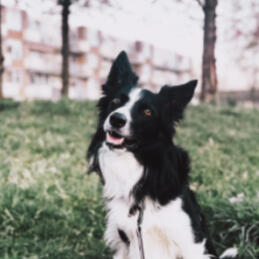 Kennis en ervaring - Work with the dog Kynologisch instructeur in Zwolle, met kennis over hulphonden/assistentiehonden.